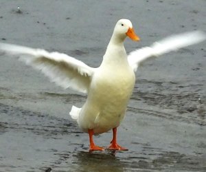 Eendeweer VERBLY Boere